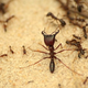 Image for article titled These Pheromones Get The Animals That Secrete Them Killed